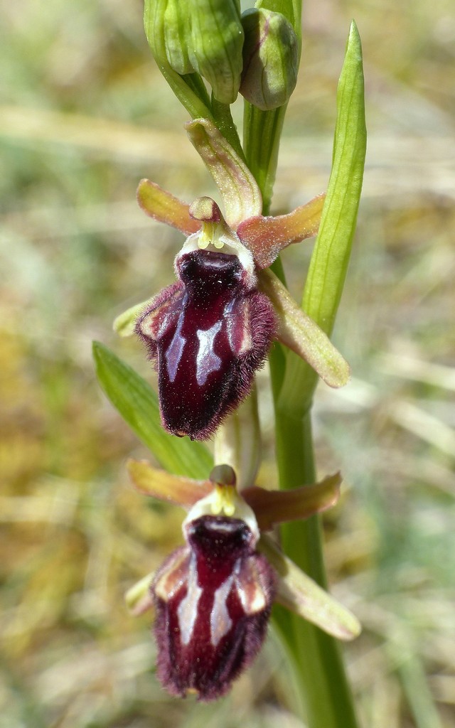 Ophrys promontorii : Abruzzo e Lazio 2019